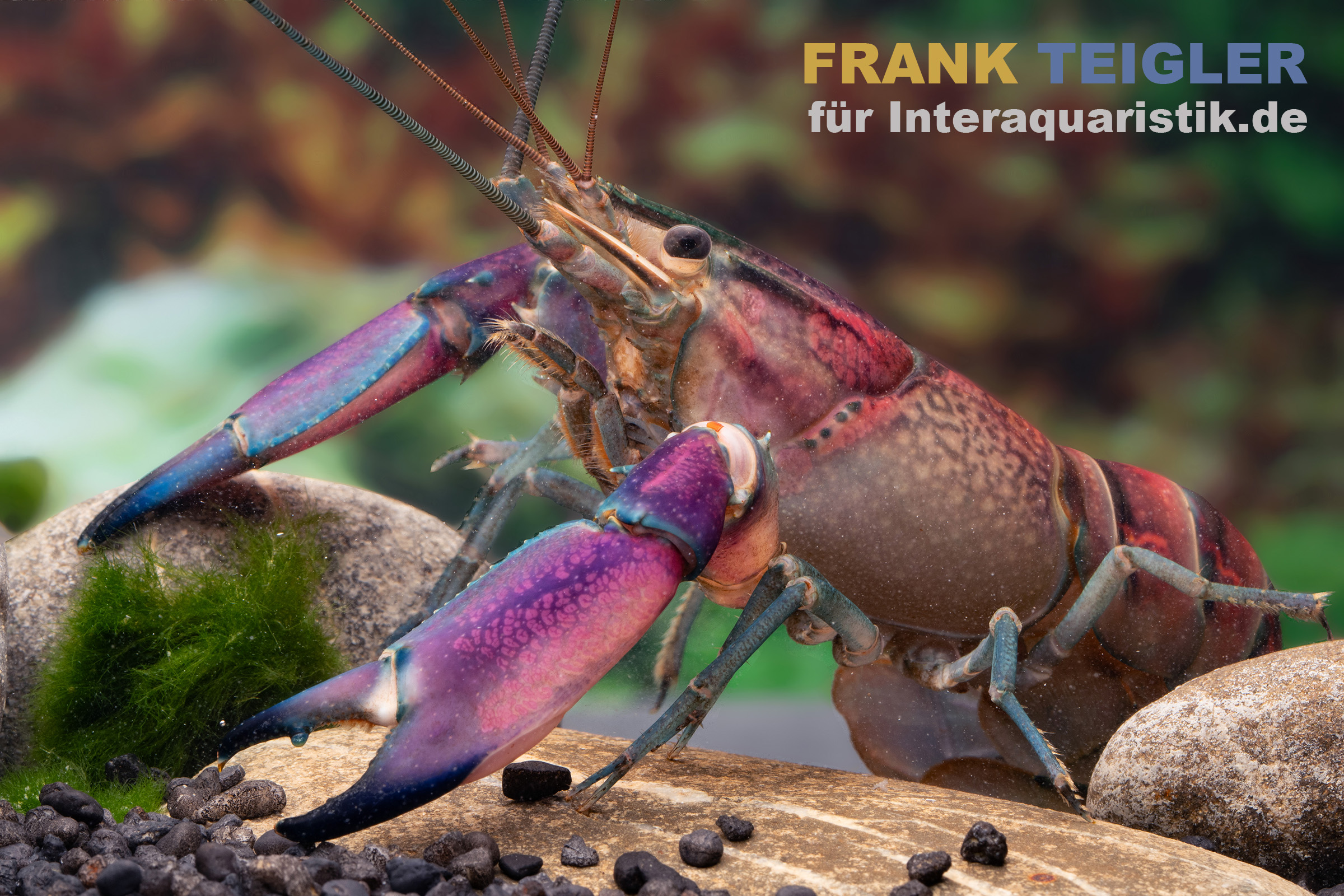 Nahaufnahme bunter Süßwasserkrebs mit violetten Scheren